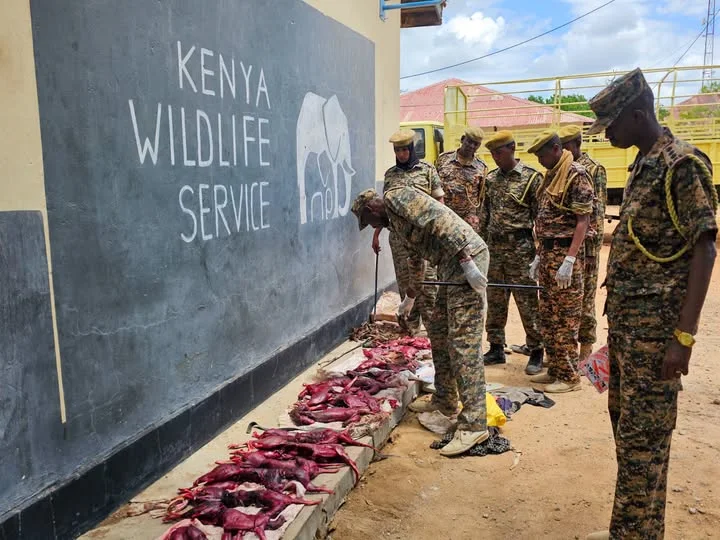Three suspects flee KWS ambush, leaving behind 33 wildlife carcasses