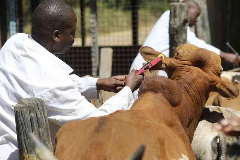 Kenya Veterinary Association personnel fix the button-like device on the cows