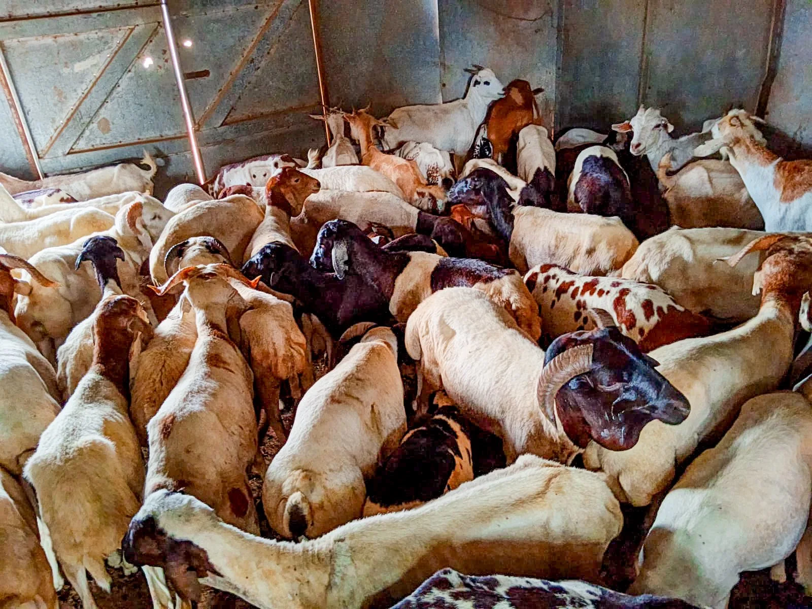 A batch of stolen sheeps and goats recovered by the police in Turkana County on October 25, 2026